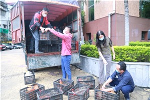 Hỗ trợ tiêu thụ gà Tiên Yên nuôi tại TP Hạ Long